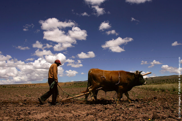 Sabino Sirpa prepares his land for planting in Curva, Bolivia