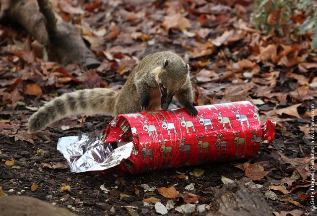 Christmas Treats For Meerkats