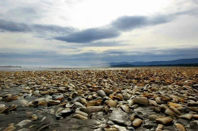 View of thousands of clams beached on the shores of Chiloe Island, some 1000 km south of  Santiago, on May 01 2016. Chilean President Michelle Bachelet on Friday decreed the region of Los Lagos, in southern Chile a disaster area, due to the appearance of a red tide that has poisoned thousands of shelfish along the coast. (Photo by Alvaro Vidal/AFP Photo)