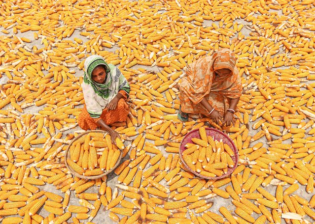 Corn is shucked and stacked in Bangladesh early May 2024 to help it dry, so that it will last longer in transit. (Photo by Abdul Hamid/Solent News)