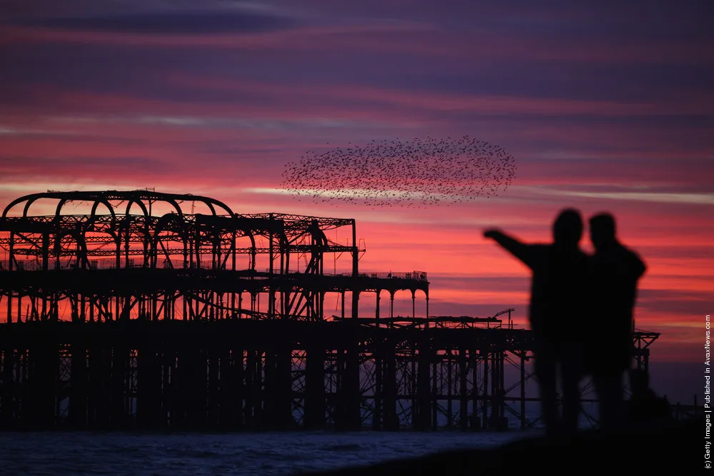 Starlings Mark The Winter Solstice in Brighton