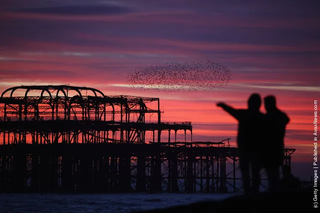 Starlings come home to roost on Brighton's Old Pier as the sun sets in Brighton, England