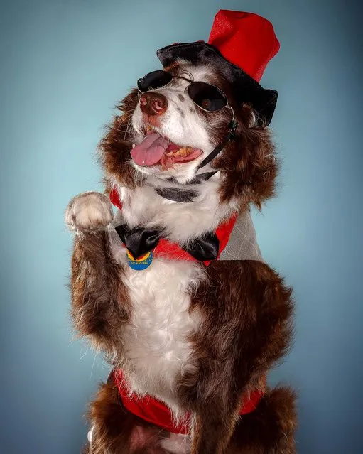 Tucker Israel, 11, Tucker was crowned this year's Pooch Prom king. (Photo by Thomas Cordy/The Palm Beach Post)