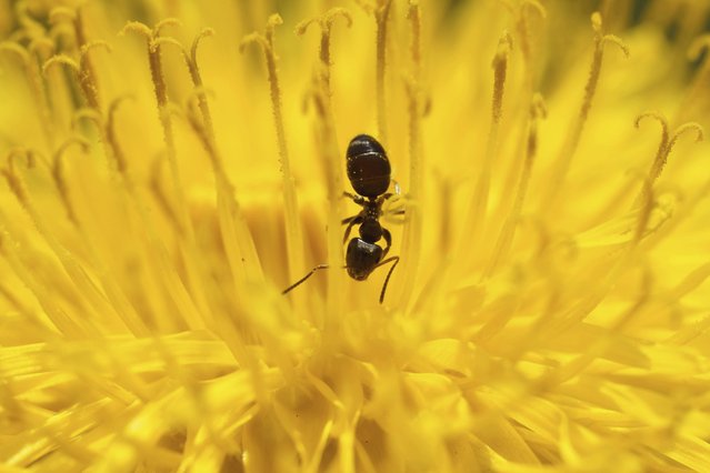 A ant feeds on dandelion flower during a sunny day in city park in Tallinn, Estonia, Friday, May 17, 2024. (Photo by Sergei Grits/AP Photo)