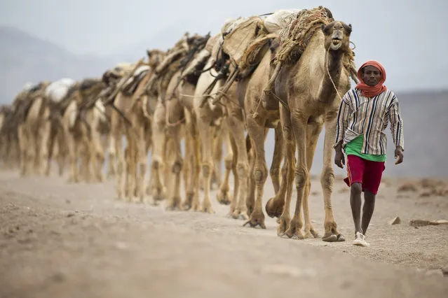 February 7, 2014 – Danakil Desert, Ethiopia: Camel caravans are used for carrying salt through the Danakil desert in the Afar Triangle. (Photo by Ziv Koren/Polaris)