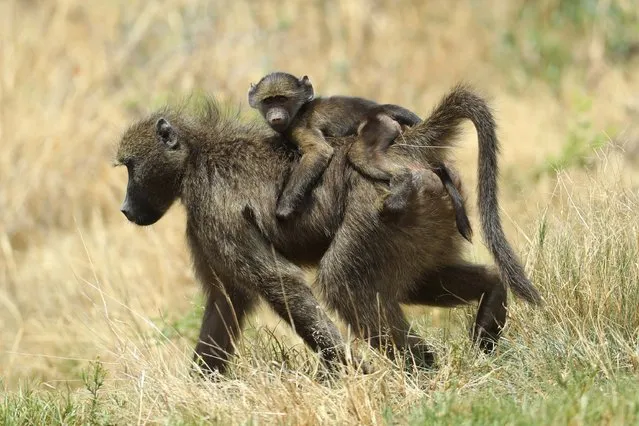 A Baboon and offspring look on during day two of the Nedbank Golf Challenge at Gary Player CC on November 11, 2016 in Sun City, South Africa. (Photo by Warren Little/Getty Images)