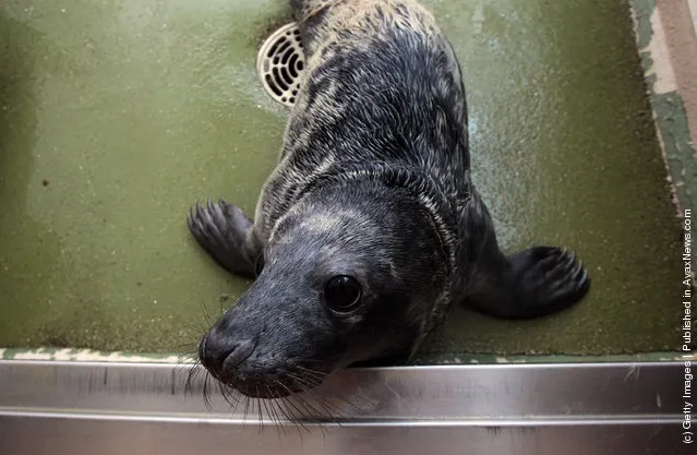 A recently rescued grey seal pup looks up from its indoor kennel at the RSPCA West Hatch Wildlife Centre