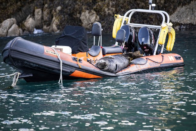 A short distance away in Martin’s Haven, Bay in the United Kingdom, an Atlantic grey seal has taken up residency on July 1, 2024 and has been given the name Maximus. (Photo by Brian Matthews/Animal News Agency)