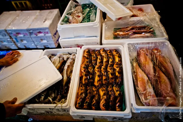 Fish are displayed for sale at the Tsukiji fish market
