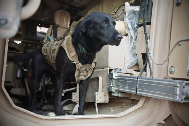 Afghanistan: Dogs of War Part 2