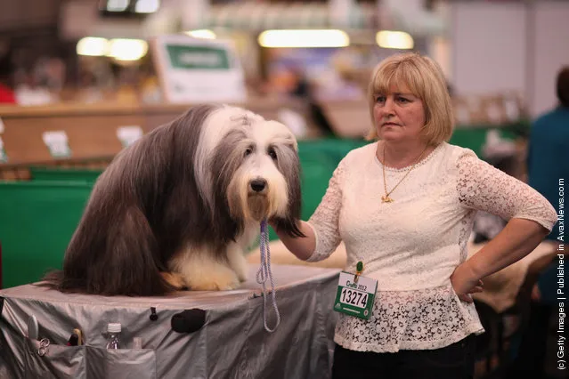 An Old English Sheepdog sits on a grooming table next to it's owner on day three of Crufts at the Birmingham NEC Arena