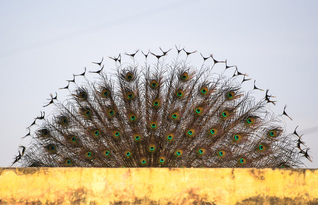 A peacock opens his feathers' tail at Mohatabad village on the outskirts of Faridabad in the northern Indian state of Haryana on April 4, 2019. (Photo by Money Sharma/AFP Photo)