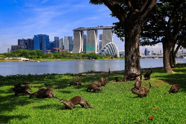 A bevy of smooth coated otters frolicking under a tree are pictured against the city skyline at the Gardens by the Bay on May 17, 2022 in Singapore. Wild otters are making a comeback to the urban city state with the increasing numbers of the sea animals sparking concerns about overpopulation. (Photo by Suhaimi Abdullah/NurPhoto)