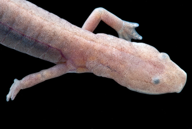 A cave-dwelling grotto salamander from the Ozark mountains of the United States, whose eyes do not function. (Photo by Danté Fenolio/The Guardian/Johns Hopkins University Press)