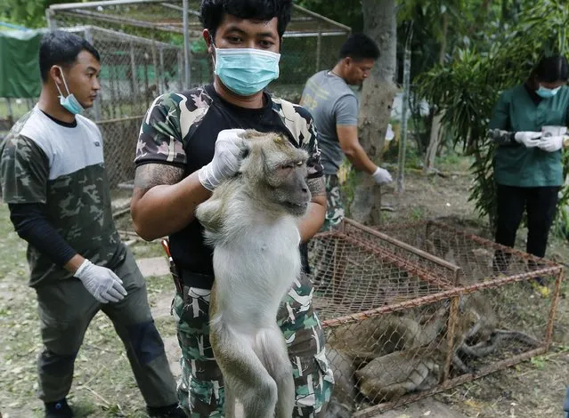 A Thai National Park official moves a monkey after it has been given anesthetic before sterilization in a bid to control the birth rate of the monkey population in Hua Hin city, Prachuap Khiri Khan Province, Thailand, 15 July 2017. (Photo by Narong Sangnak/EPA/EFE)