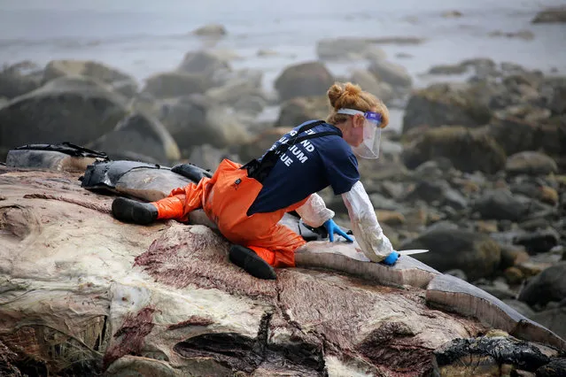 Ulika Wocial, a biologist for New England Aquarium, begins the investigation on what killed the 18 year-old female humpback whale named Snow Plow Wednesday, June 29, 2016, on Foss Beach in Rye, N.H. A necropsy is being performed on the whale days after she washed ashore in New Hampshire. (Photo by Rich Beauchesne/Portsmouth Herald via AP Photo)