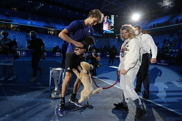 Alexander Zverev of Germany plays with his dogs after winning the singles final tennis match of the ATP World Tour Finals, at the Pala Alpitour in Turin, Italy, Sunday, November 21, 2021. Zverev defeated Daniil Medvedev of Russia 6-4/6-4. (Photo by Luca Bruno/AP Photo)