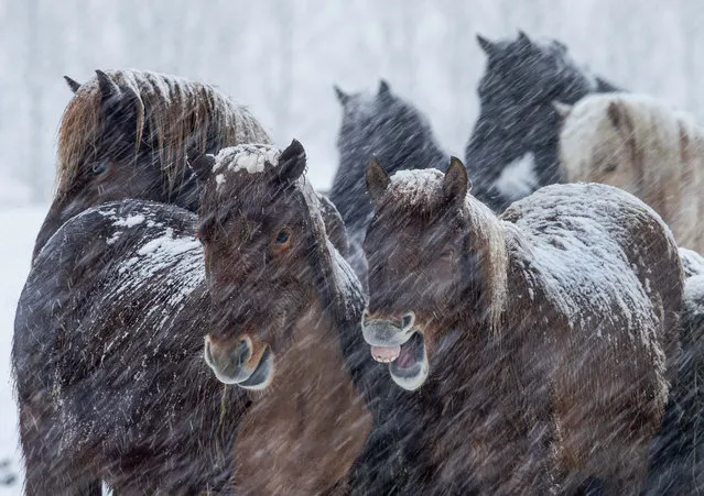 Icelandic horses brave a snow storm in a stud farm in Wehrheim near Frankfurt, Germany, Thursday, February 27, 2020. (Photo by Michael Probst/AP Photo)