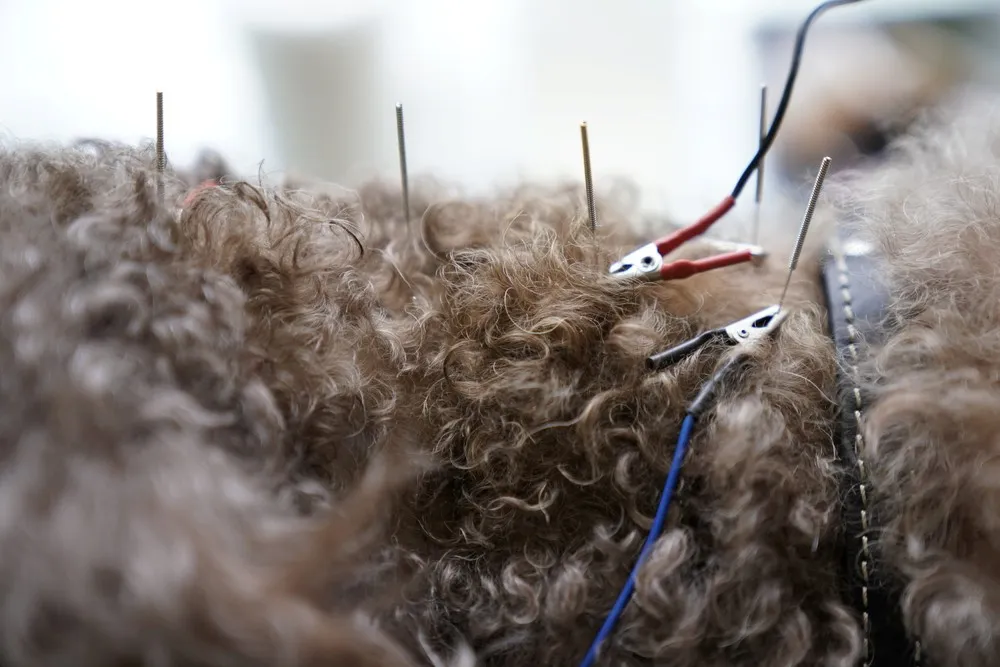 Pets Receiving Acupuncture in China