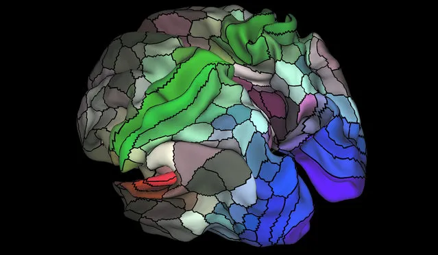 A 180-area multimodal human cortical parcellation on the left and right hemisphere surfaces of the human brain is pictured in this undated handout image. Neuroscientists acting as cartographers of the human mind have devised the most comprehensive map ever made of the cerebral cortex, the part of the brain responsible for higher cognitive functions such as abstract thought, language and memory. (Photo by Matthew F. Glasser and David C. Van Essen/Reuters)
