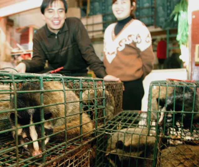 Civet cats await there fate in the Xin Yuan animal meat market, Guangzhou ,China  Monday, 5 January 2004. China is to slaughter 10,000 civet cats and ban wild animal markets in southern Guangdong province in a bid to stamp out SARS, state media reported Monday. Hong Kong has confirmed that a Guangzhou resident has SARS similar to that of the corona virus that the masked palm civet carries. (Photo by Paul Hilton/EPA/EFE)