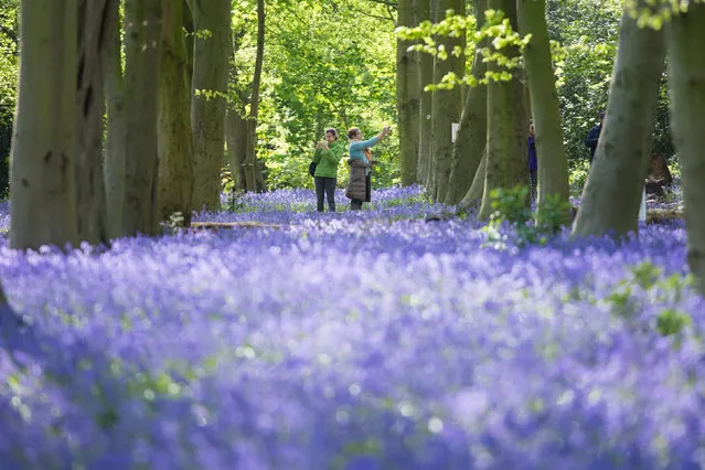 Walkers enjoy the bluebells in Wanstead Park in north east London today, Monday April 13, 2020 as the UK continues in lockdown to help curb the spread of the coronavirus. (Photo by Stefan Rousseau/PA Images via Getty Images)