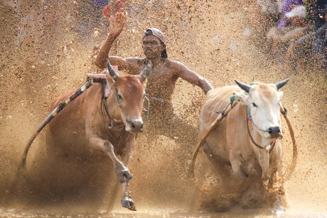 Sumatran people compete with cows in the muddy rice fields at the Indonesia Cow Racing known as ''Pacu Jawi'' held to celebrate the end of the harvest season in Tanah Datar district of West Sumatra, Indonesia, on January 4, 2025. Pacu Jawi is an annual cattle race held every year after the rice harvest, which has been a hereditary tradition that is now an attraction for local and foreign tourists. (Photo by Adi Prima/Anadolu via Getty Images)