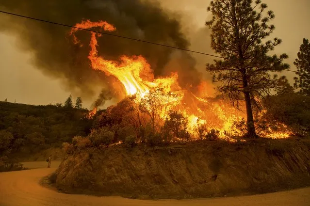 Flames from a backfire burn through dry vegetation as firefighters battle the Butte fire near San Andreas, California September 12, 2015. (Photo by Noah Berger/Reuters)