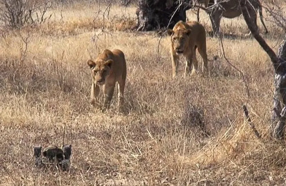 The Adventures of BeetleCam