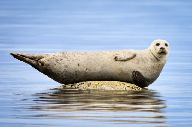 A seal has a well deserved lie down after a successful hunt near Dunoon, on the Cowal peninsula, in Argyll in Scotland on November 9, 2022. (Photo by Ruth Morley/Solent News)