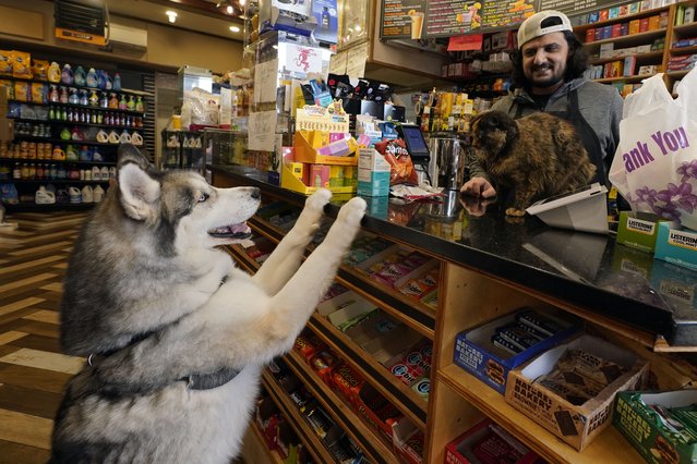 Canine, Ziggy Stardust, left, visits bodega cat Diamond, right, and employee Waled Yafaee at Apple Eats in the Williamsburg neighborhood of the Brooklyn borough of New York, Friday, March 14, 2025. (Photo by Richard Drew/AP Photo)