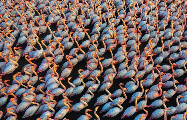 Recovering Nature. An Army Of Flamingos by Mehdi Mohebi Pour. Miankaleh, Iran, March 2022. In 2019-20 and 2020-21, thousands of birds died in the lagoon, and in the next year, 2021-22, fortunately, we saw the return of birds. They are in the wetland from the beginning of October to the end of March and after that they migrate. The birds were our guests at the end of 2021 and the beginning of 2022, and this story is repeated every year. In 2020-21, tens of thousands of migratory birds died in this wetland, and in the following year the flock returned. (Photo by Mehdi Mohebi Pour/Environmental Photographer of the Year)