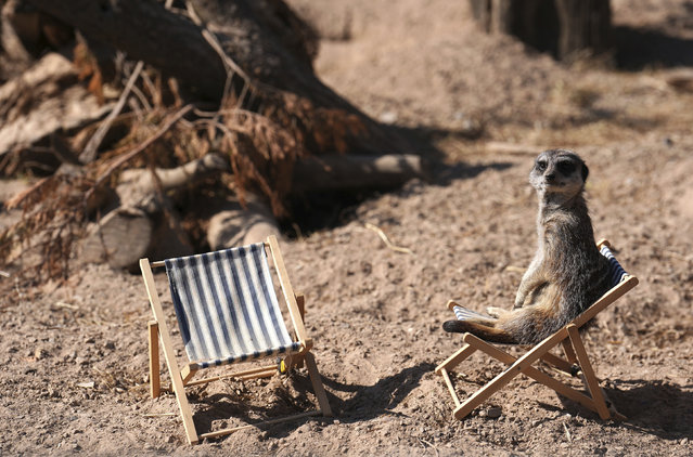 A meerkat sits on a deckchair at Peak Wildlife Park in Leek, England, on Friday, April 11, 2025. (Photo by Martin Rickett/PA Wire via AP Photo)