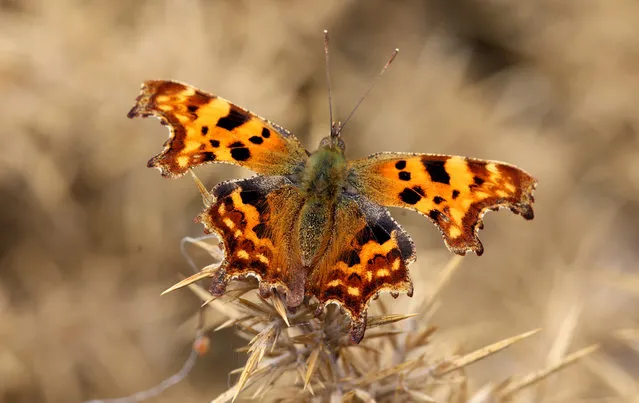 A “Comma” butterfly standing out against dead gorse, commonly referred to as anglewing butterflies photographed in Co. Wicklow, Ireland on October 2, 2022. (Photo by Nick Bradshaw for The Irish Times)
