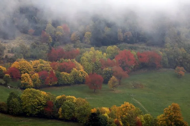 Late autumn colours mark a change in season in the Vosges mountains in the Alsace region,  Eastern France, October 11, 2015. (Photo by Jacky Naegelen/Reuters)