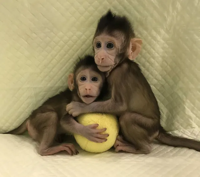 Zhong Zhong and Hua Hua, two cloned long tailed macaque monkeys are seen at the Non-Primate facility at the Chinese Academy of Sciences in Shanghai, China January 10, 2018. (Photo by Qiang Sun and Mu-ming Poo/Reuters/Chinese Academy of Sciences handout from Cell)