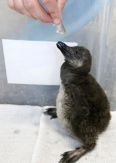 A zoo employee feeds a  3-week-old African penguin chick, also known as the Black-footed penguin, at the Royev Ruchey zoo on the suburbs of Krasnoyarsk, Siberia, November 14, 2014. The chick was the first African penguin to have been born in Russian territory, according to an official representative of the Krasnoyarsk zoo. (Photo by Reuters/Stringer)