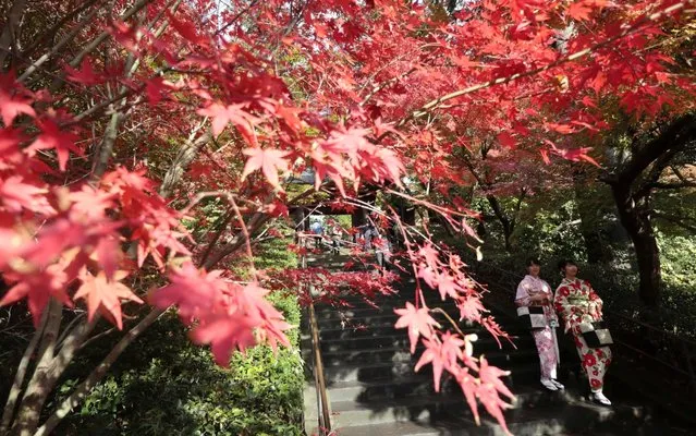 Visitors wearing traditional Japanese kimonos walk under the colorful autumn leaves at Enkakuji Buddhist temple in Kamakura, west of Tokyo, Thursday, November 23, 2017. (Photo by Shizuo Kambayashi/AP Photo)