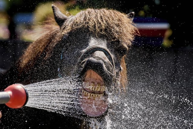 An Icelandic horse drinks water from a water hose at a stud farm in Wehrheim near Frankfurt, Germany, Monday, June 30, 2025, at the beginning of a multi-day heat wave. (Photo by Michael Probst/AP Photo)