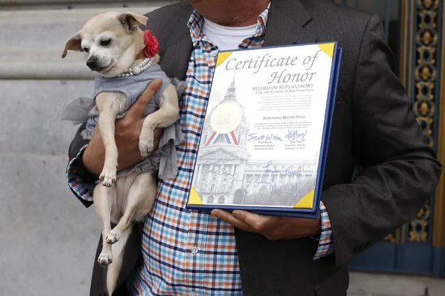 Frida, a female Chihuahua, is shown next to a special commendation issued by the San Francisco Board of Supervisors naming Frida “Mayor of San Francisco for a Day” in San Francisco, California November 18, 2014. (Photo by Stephen Lam/Reuters)