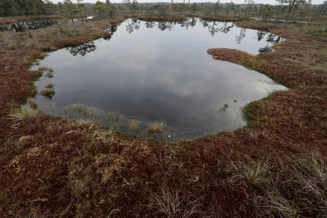 A lake is seen in the Great Kemeri Bog, Latvia, October 17, 2015. (Photo by Ints Kalnins/Reuters)