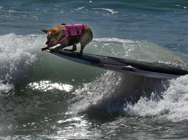 A surf dog competes in the tandem event during the 8th annual Surf City Surf Dog event at Huntington Beach, California on September 25, 2016. (Photo by Mark Ralston/AFP Photo)