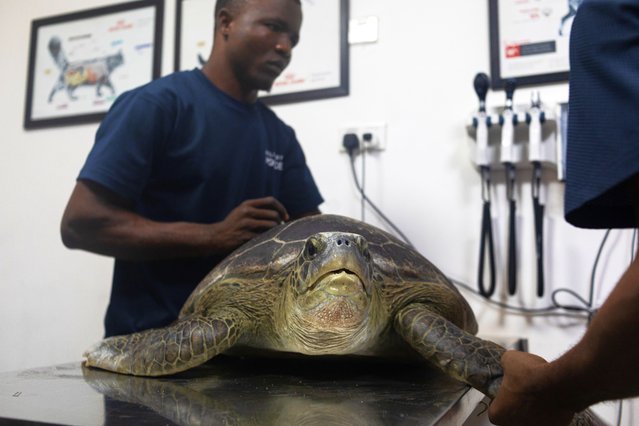 Staff from Greenfingers Wildlife Conservation Initiative prepare to tag two Green Sea Turtles in Lagos, Nigeria, 19 September 2025. The turtles were rescued from poachers and will be released back to the ocean for World Cleanup Day on 20 September. (Photo by Emmanuel Adegboye/EPA)