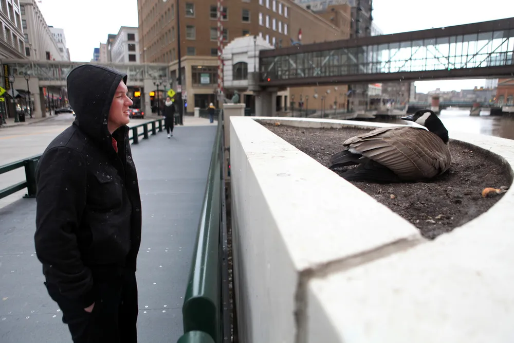 Canada Goose Nests on Downtown Milwaukee Bridge