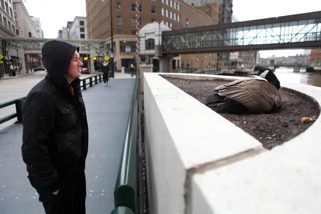 Jared Eisenhauer of Milwaukee takes a look at a goose nesting in a flower bed on the Wisconsin Ave. bridge, Friday, April 19, 2013. (Photo by Mike De Sisti)