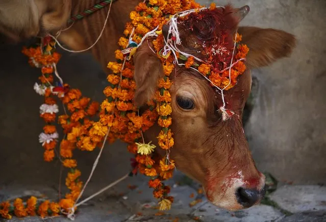 A cow adorned with garlands and smeared with vermilion powder is pictured during a religious ceremony in Kathmandu, Nepal November 11, 2015. (Photo by Navesh Chitrakar/Reuters)