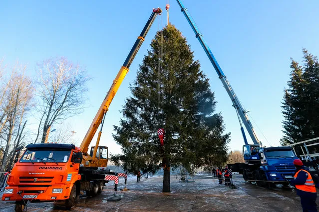 A 96-year-old fir tree that will be put up at the Moscow Kremlin's Cathedral Square this New Year and Christmas cut down in the woods of the Naro-Fominsk District in Moscow Region, Russia on December 9, 2020. The 25-meter high tree will be delivered to Moscow on December 11. (Photo by Sergei Fadeichev/TASS)