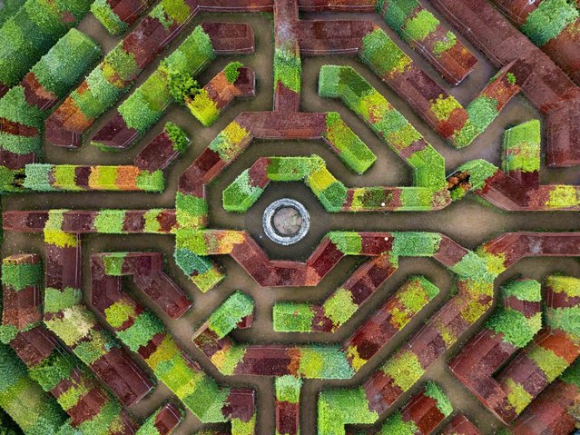 The aMazing Hedge Puzzle in Ross-on-Wye which has been closed for replanting due to die back and browning of the trees. Ross-on-Wye, Wales, UK on October 13, 2025. (Photo by South West News Service)