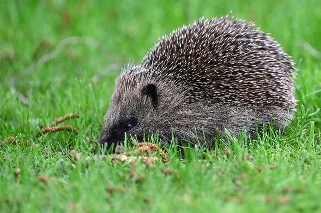 A hedgehog makes its way through a grassy area in the northern French town of Bethune on May 3, 2023. (Photo by Denis Charlet/AFP Photo)