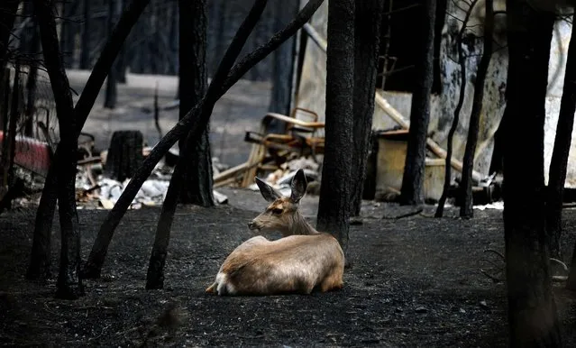 A deer lies in ash near the ruins of a home in Colorado Springs, Colorado, on June 17, 2013. Nearly 500 homes have been lost in the 22-square-mile Black Forest Fire, which is 75 percent contained. Two unidentified people who were trying to flee were found dead in the rubble. (Photo by Carol Lawrence/Colorado Springs Gazette/MCT)